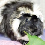 Pet of the Week